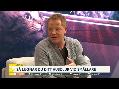 Så lugnar du ditt husdjur vid smällare: ”Det är farligt” - Nyhetsmorgon (TV4)