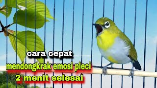 Pleci Ngalas 12345 Tembakan Manggil Lawan || Pleci Gacor Suara Ngalas || Pleci Buxtoni Gacor