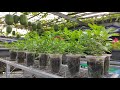 Rau Quế LY trồng bằng đọt non , cách bấm ngọn cho ra nhánh nhiều | Khoa Hien 365