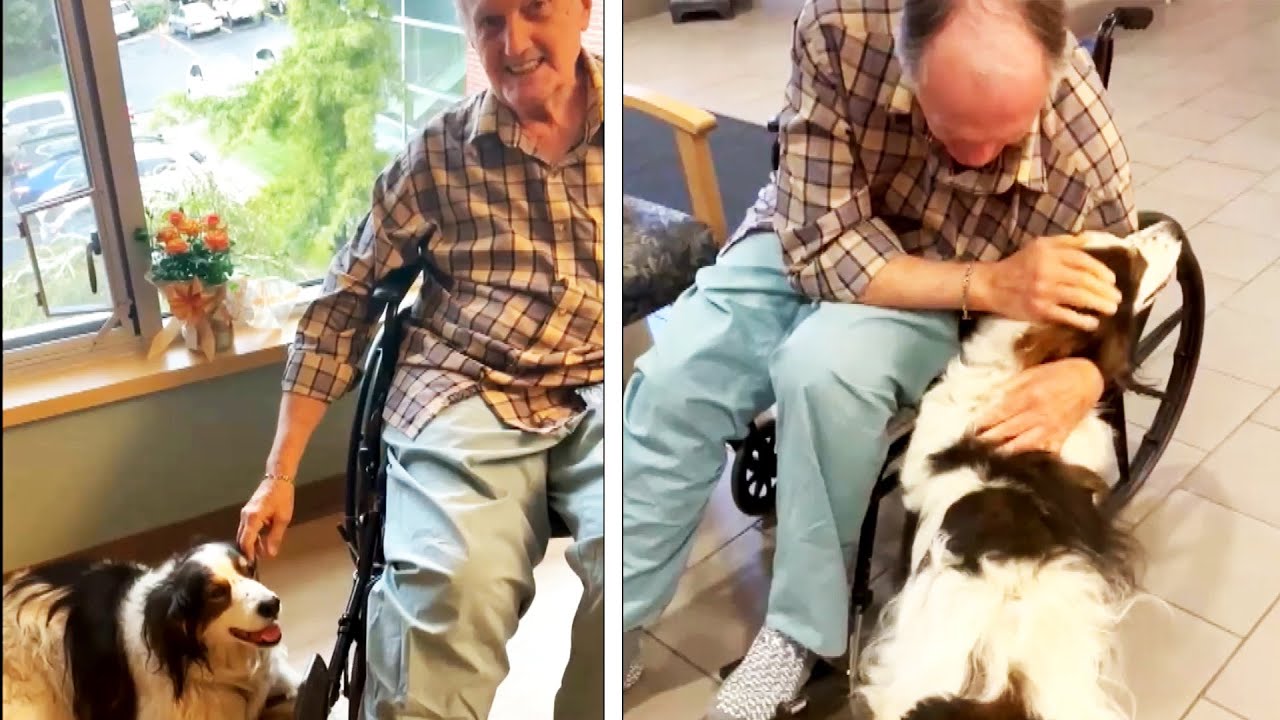 Hero Dog Saves Man's Life After He Falls and Breaks His Hip