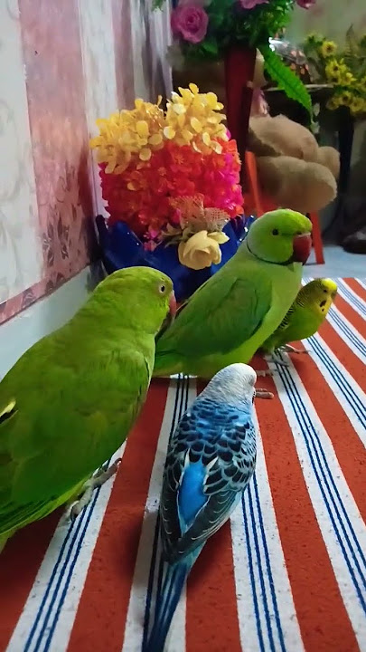 #parrot #talkingparot #mithukibatain #birds #nonstoptalkingparrot