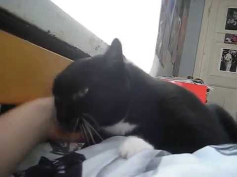 cat แปลว่า Good morning, Ansku