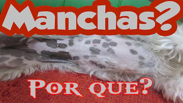 O que pode ser manchas escuras na pele do cachorro?