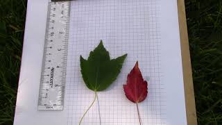 Northern Hardwoods: Red Maple