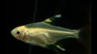 X Ray Fish - Learn To Read Series - Learn About X Ray Tetra Fish With Verbal Cues