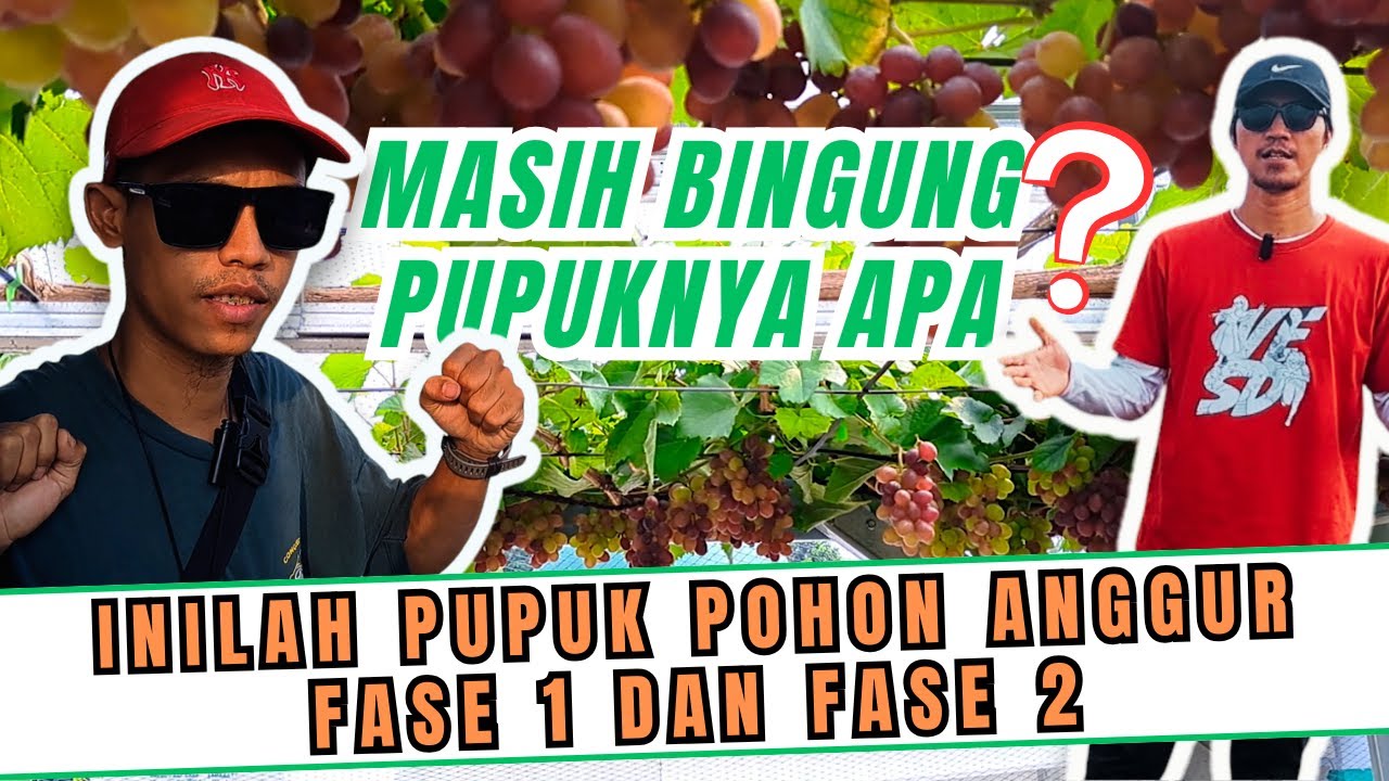 SUPER LENGKAP‼️ INILAH PUPUK FASE PERTUMBUHAN DAN PUPUK FASE PEMBUAHAN ANGGUR ALA ARGA URBAN FARMING