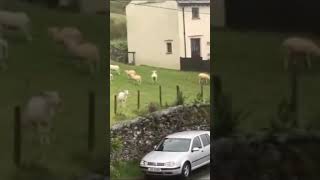 Sheep in the trap When the Matrix fails