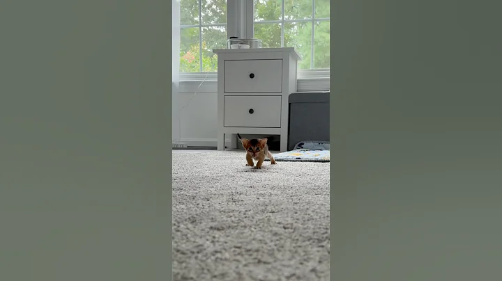 Video 10137901: abyssinian kitten catlover, cat mom kitten, kittens mother