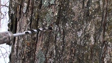 Drilling into a Maple tree.mp4