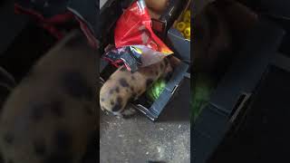 Piglet Caught Eating Watermelon, Ignores Person Filming