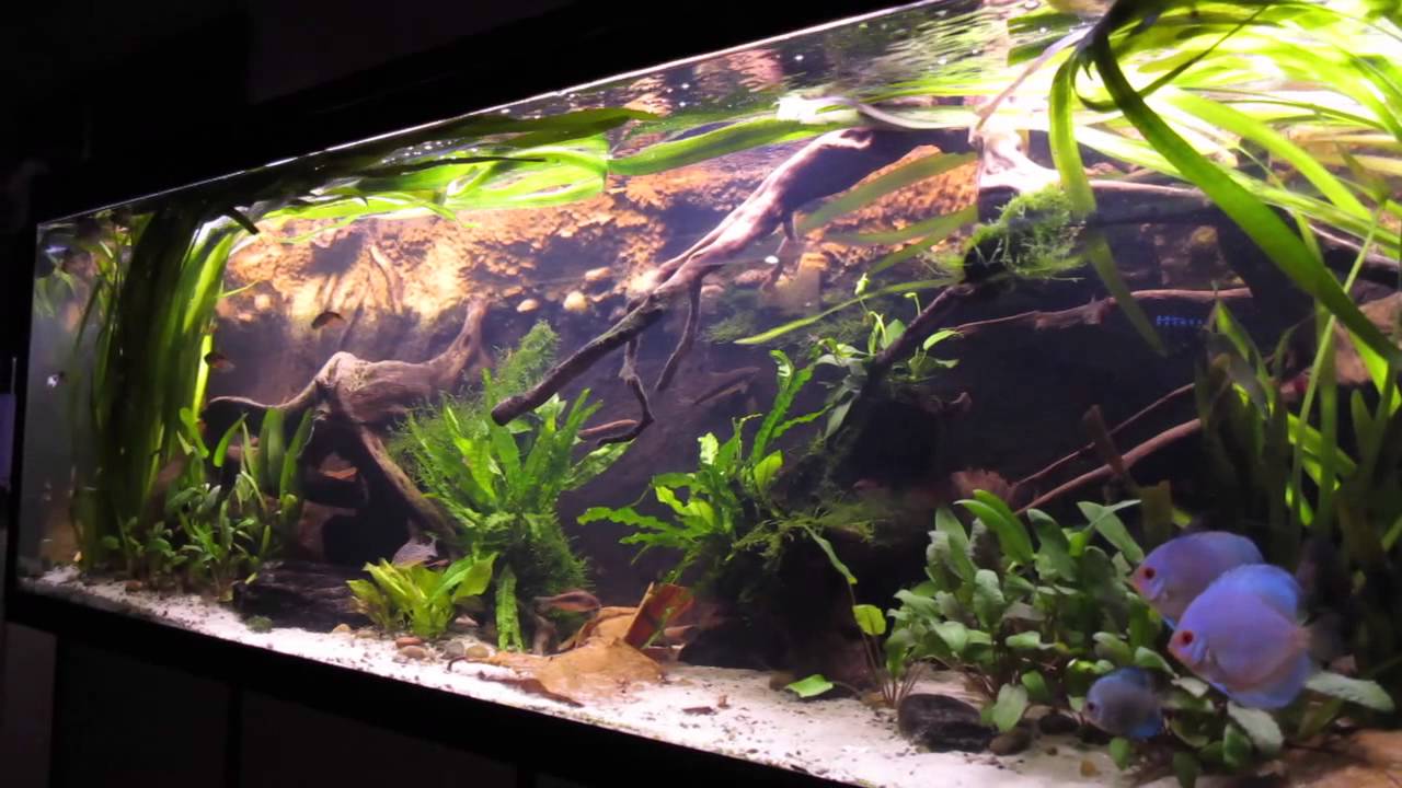 announcer Mælkehvid Blinke Beplantet discus akvarium - YouTube