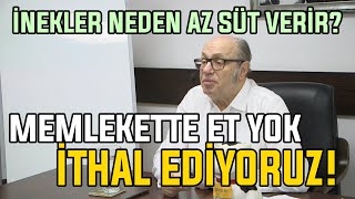 Memlekette Et Yok İthal Ediyoruz! / İnekler Neden Az Süt Verir? by ÇİFTÇİ TV 1,473 views 3 weeks ago 44 minutes