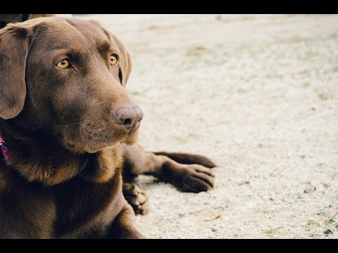 Vidéo: Série De Vaccination Canine : Partie 2 – Vaccinations Contre Les Serpents à Sonnettes Pour Chiens