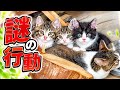 ゴミ屋敷に住み着いた子猫が謎の行動をとり始めました