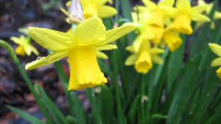 Spring Slideshow