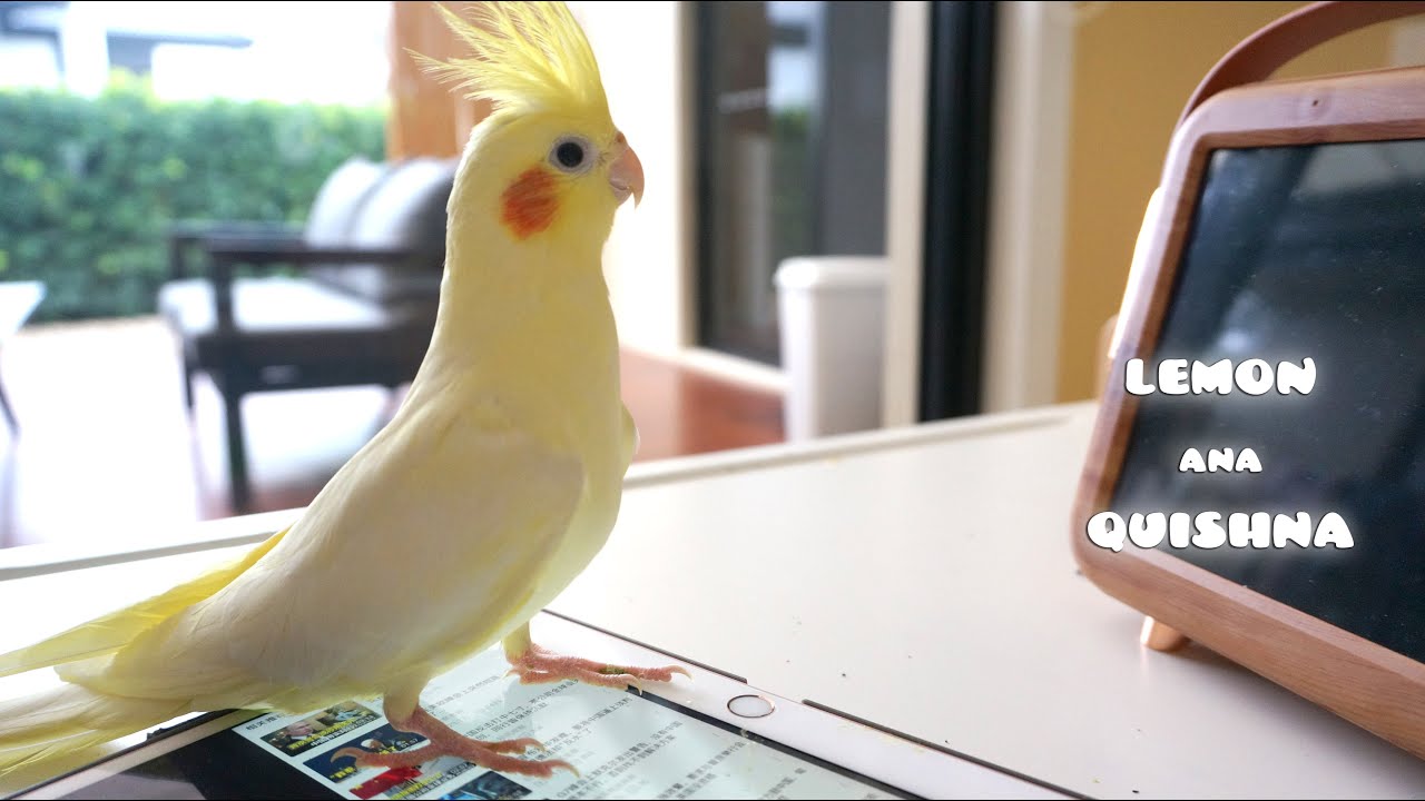 What TV program do birds like? YouTube