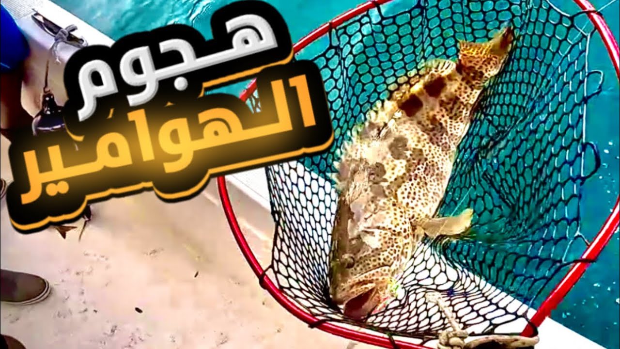 اجمل اكشن  للهوامير لعبو فينا 😂😍