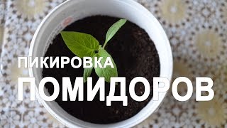 Пикировка помидоров в домашних условиях