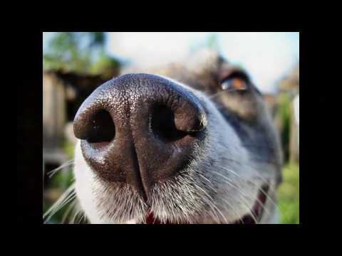 Почему у собаки сухой нос?