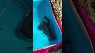 Crawfish 🦞 #crawfish