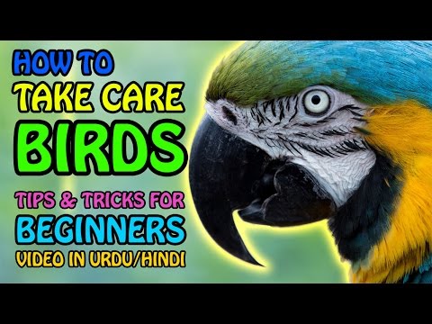 How to take care of birds | Parrot Care | Tips & Tricks for Beginners | Video in Urdu/Hindi How to take care of birds | Parrot Care | Tips & Tricks for Beginners | Video in Urdu/Hindi