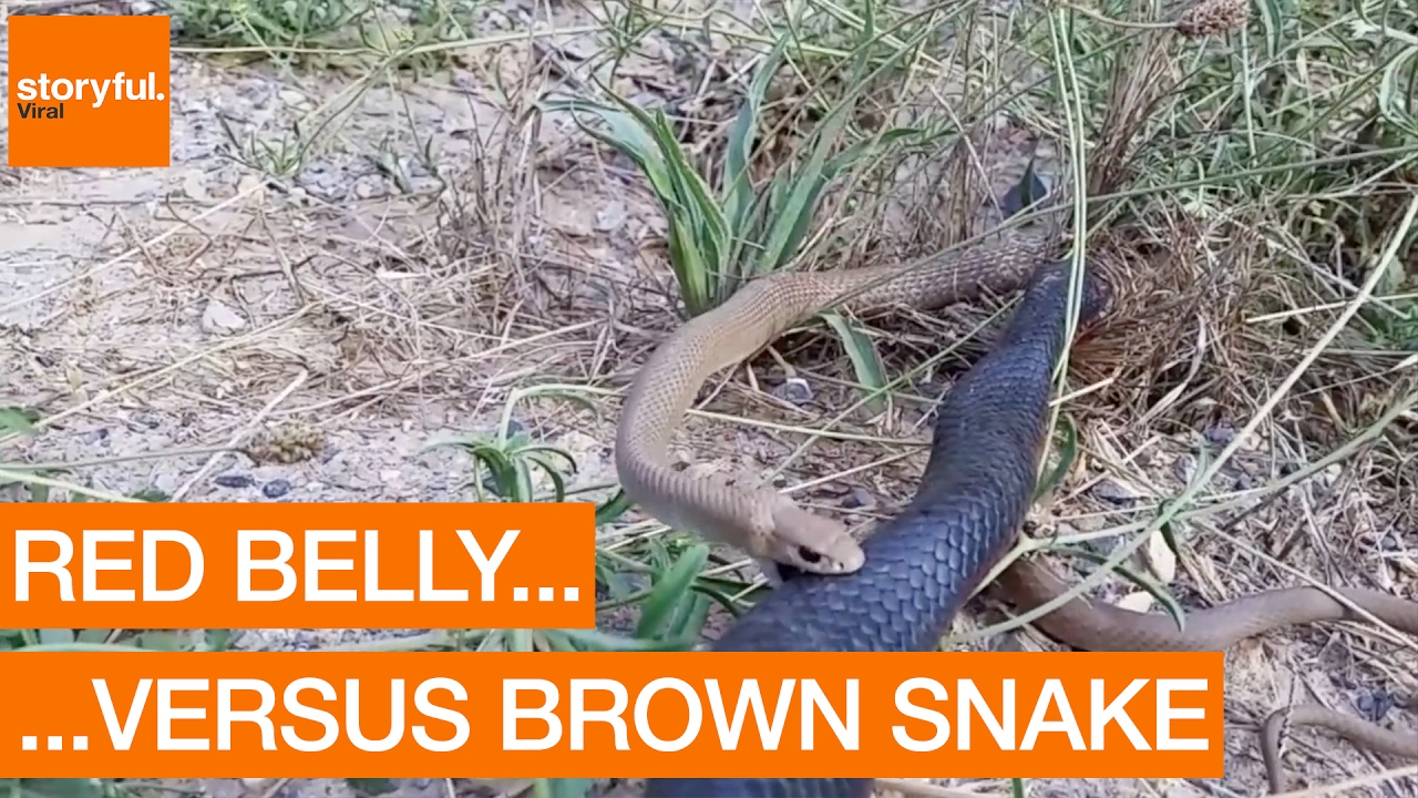 Red Bellied Black Snake Attacks Brown Snake at the Roadside (Storyful, Crazy) YouTube