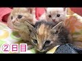 弱った子猫を保護して一晩たったら? 2日目
