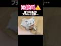 【絶叫⚠️】腹ペコこねこがブチギレた結果…w