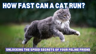 How Fast Can a Cat Run? Unlocking the Speed Secrets of Your Feline Friend by Cats Globe 168 views 1 month ago 2 minutes, 8 seconds