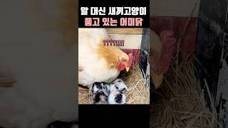 알대신 새끼고양이를 품는 어미닭 #모성애 #새끼고양이 #아기고양이