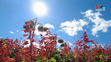 Du lịch và văn hóa cao nguyên Mộc Châu