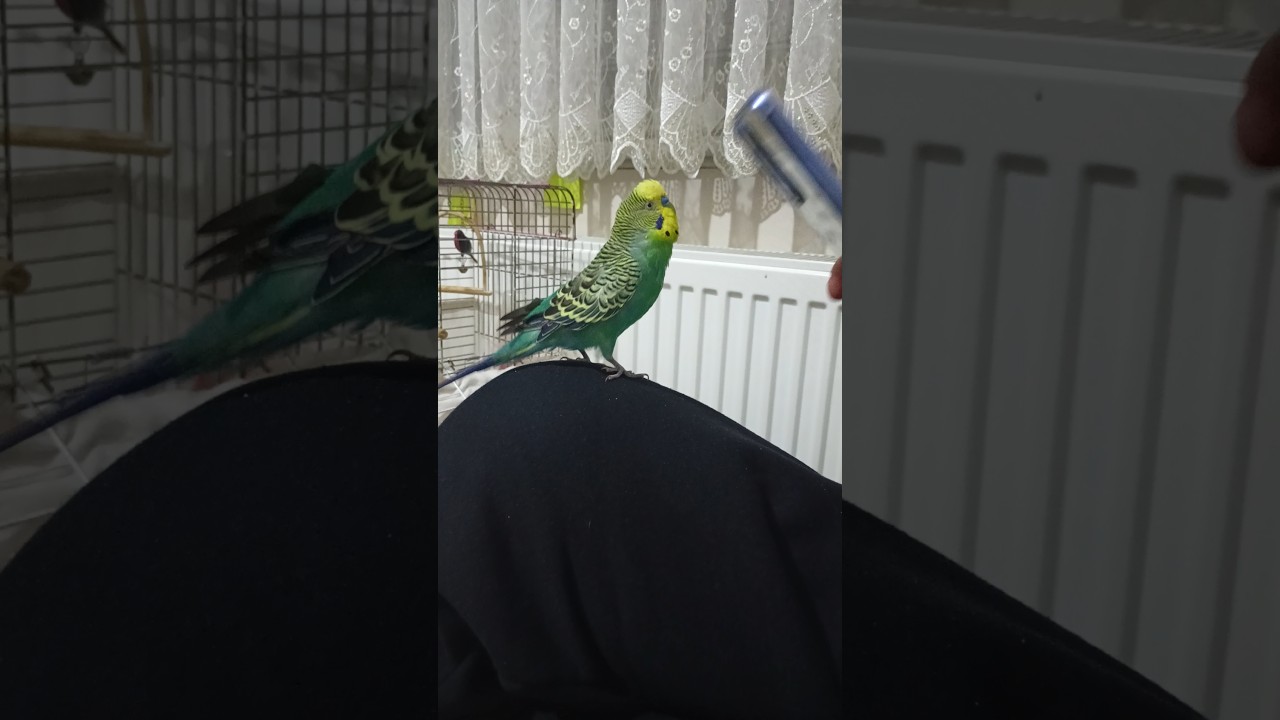 Kuduruk #birds #talkingparot #blackfacebudgie #parrot #parrot #birdsong #birdsong #muhabbetkuşu