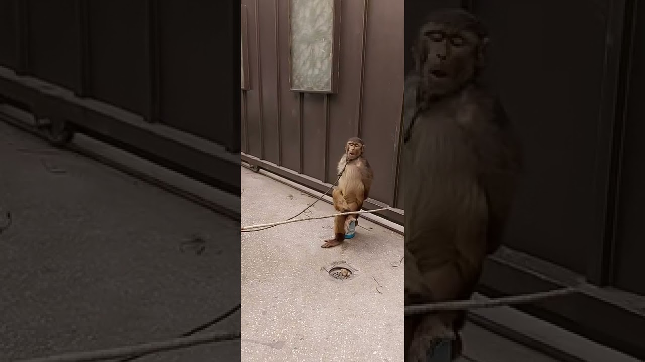 monkey dance at jutt villas|bandar ka tamasha funny video