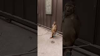 Monkey Dance At Jutt Villasbandar Ka Tamasha Funny Video