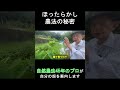 【自然農法】ほったらかし農業