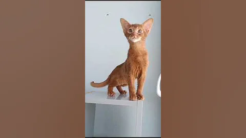 Watch the video about Charming Cinnamon Abyssinian Kitty