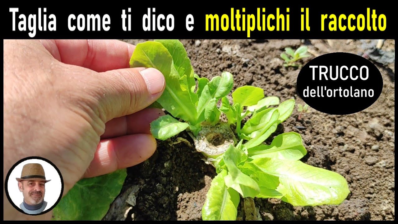Ortaggi a crescita veloce da coltivare nell'orto ad AGOSTO - YouTube