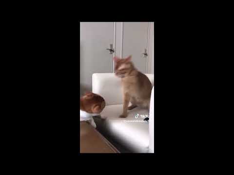 Cat repeatedly slaps another cat in the head