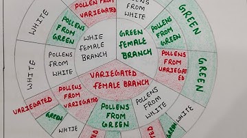 Cytoplasmic inheritance in Mirabilis jalapa by Dr Pragya Joshi