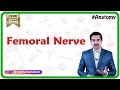 Femoral Nerve Anatomy - MBBS ANATOMY VIDEO LECTURES