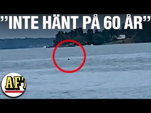 Video: Kan jag hitta någon med sitt SSN?