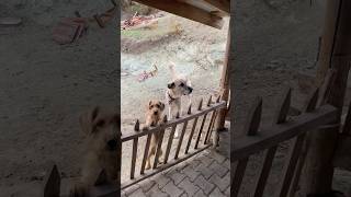 19. Vidyom, Çıktık Bir Yola İnşallah Başarcam. Öy Ş