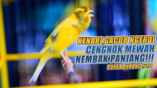 SUARA BURUNG |177| Kenari GACOR PANJANG INI Cocok untuk Masteran KENARI PAUD dan Kenari Macet BUNYI