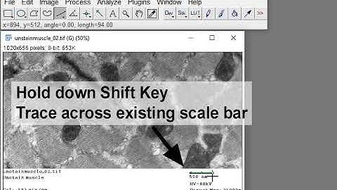 Creating Scale Bars in ImageJ