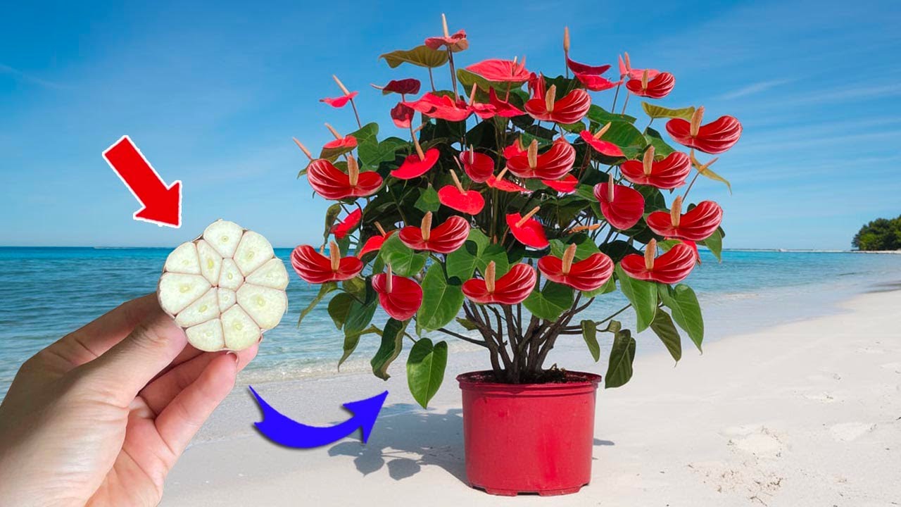 Всего лишь 1 зубчик чеснока сделает корни антуриума здоровыми и зацветет множеством волшебных цветов