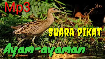 Mp3 Suara jitu pikat Ayam-ayaman sawah