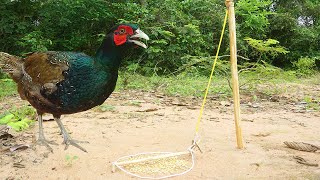 Build Simple Unique  Wild Chicken Trap Using Wood - Easy chicken Trap