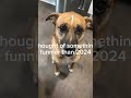 Pointfive Dog Newyear2025 This Trend But With My Dog Lol Trending Dog Funny Fypシ Pointfive Dog Newyear2025 This Trend But With My Dog Lol Trending Dog Funny Fypシ