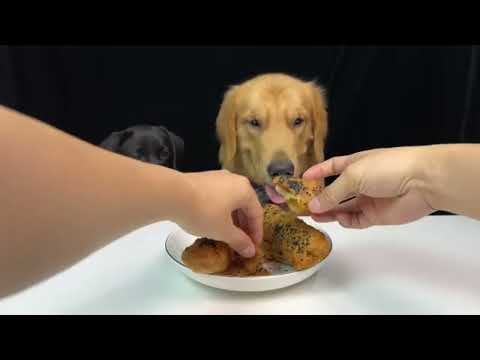 Pets Eating Fast