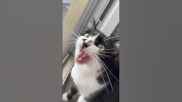 funny cat chattering at birds || ekekekkekkek